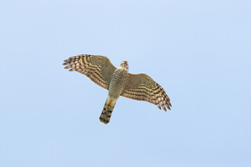 Female Eurasian Sparrowhawk (Accipiter nisus) in flight during autumn migration above Falsterbo in Sweden