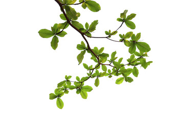 Beautiful branch of tree isolated on white background with clipping path.