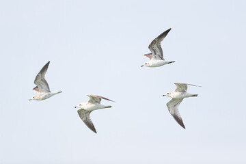 Flock of four first calendar year common gull (larus canus) on their first autumn migration above Falsterbo in Sweden