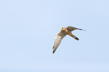 Male Common Kestrel (Falco tinnunculus) in flight