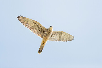 Juvenile or female Common Kestrel (Falco tinnunculus) in flight