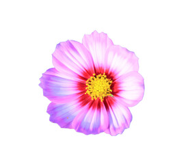 Beautiful pink flower isolated on white background with clipping path.