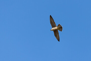 Juvenile Peregrine Falcon (Falco peregrinus) in flight