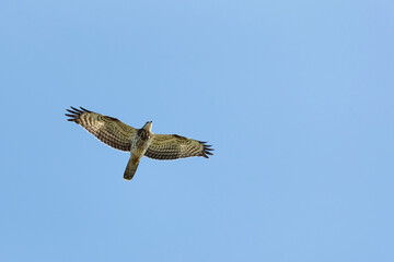 Juvenile or first calendar year European Honey Buzzard or Western Honey Buzzard, (Pernis apivorus)  in flight during autumn migration above Falsterbo in Sweden