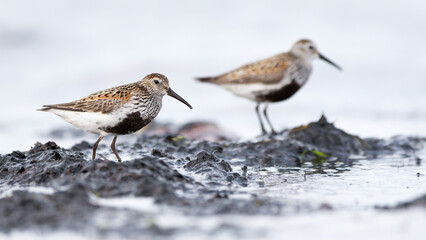 dunlins (charadrius alpina) at the shore line of the baltic sea