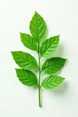 Obraz premium delicate green leaf isolated on white background, isolated leaf, flower