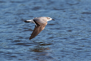 immature laughing gull (leucophaeus atricilla) in flight