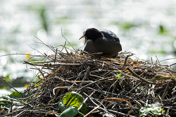 Adult eurasian coot (fulica atra) incubating the eggs