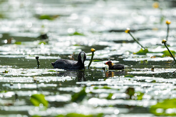 Adult eurasian coot (fulica atra) and its few days old chick