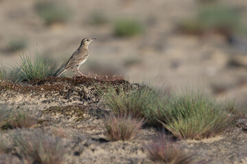 adult tawny pipit (anthus campestris) on hair-grass or club-awn