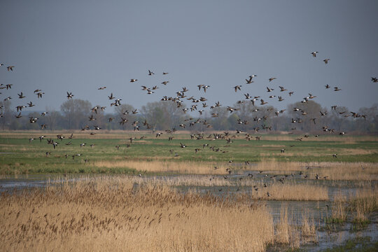 A flock of ducks, mainly northern shoveler (Spatula clypeata), northern pintail (Anas acuta) and view other ducks flying above an important wetland, found in Havelland, Brandenburg, Germany