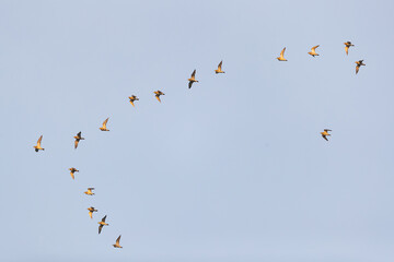 a flock of european golden plover (pluvialis apricaria) in flight