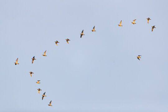 a flock of european golden plover (pluvialis apricaria) in flight