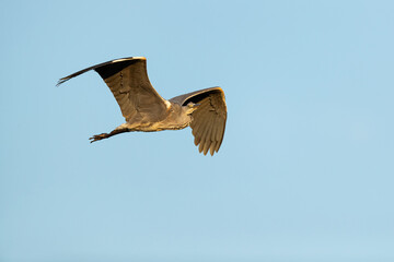 grey heron (ardea cinerea) in flight