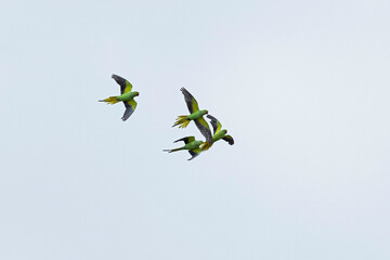 a flock of rose-ringed parakeets (psittacula krameri) in flight
