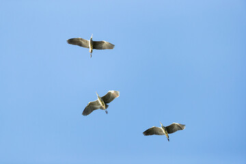 a flock of grey herons (ardea cinerea) in flight