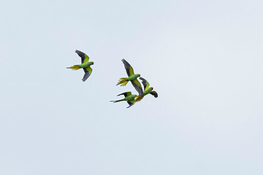 a flock of rose-ringed parakeets (psittacula krameri) in flight