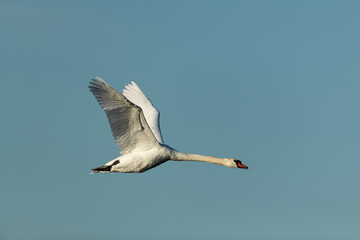 adult mute swan (cygnus olor) in flight