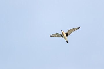 single grey plover (pluvialis squatarola) in flight on migration above Falsterbo in Sweden