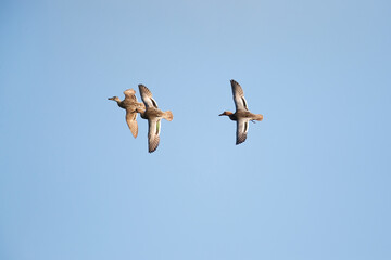 Two adult males and one female garganey (spatula querquedula) in flight