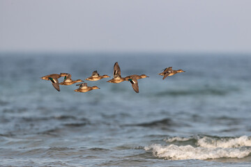 a flock of eurasian teal (anas crecca) in flight on autumn migration