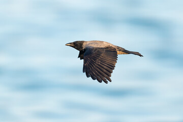Hooded Crow (Corvus cornix) in flight