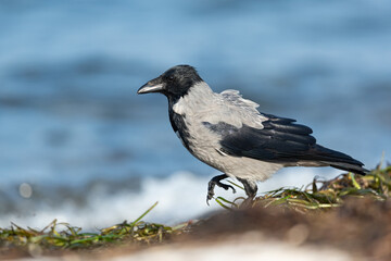 Hooded Crow (Corvus cornix) searching for food at the beach
