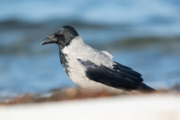 Hooded Crow (Corvus cornix) searching for food at the beach