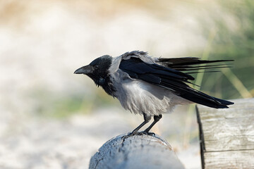 Hooded Crow (Corvus cornix) shaking its body