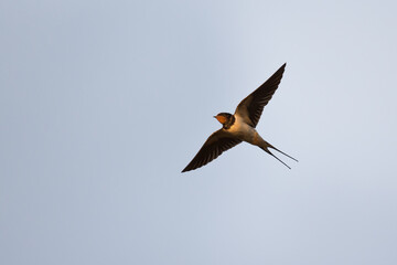 Barn Swallow (Hirundo rustica) in flight