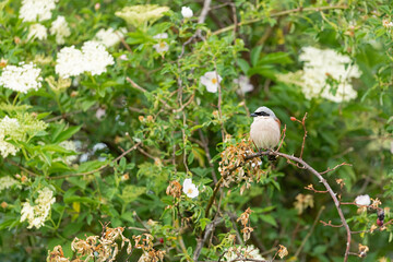 male red-backed shrike (lanius collurio) perching on a thorny branch in front of the white flowering elder bush (sambucus nigra) 