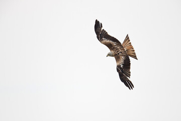 adult red kite (milvus milvus) in flight from above