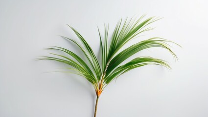 Isolated Coconut fronds and green palm leaves, Tropical foliage on a white background with clipping path