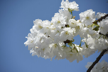 千原桜