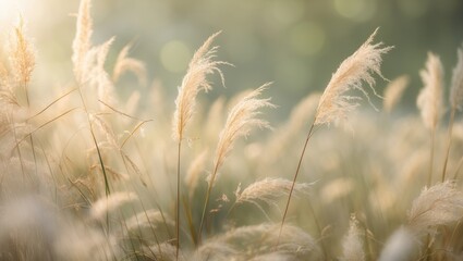 Fototapeta premium Autumn's soft focus on fluffy tall grass stems.