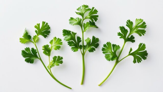 Cilantro or coriander foliage isolated on a white surface. Top-down view. Flat lay composition