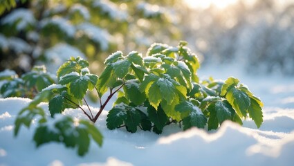 Fototapeta premium Bright green leaves surface beneath a light layer of snow, highlighted by the soothing sun, creating a harmonious contrast of nature and the cold of winter in a peaceful garden.