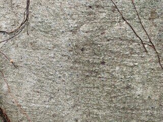 Rough Concrete Wall with Dry Vines. Close-up of a weathered concrete wall with scattered dry vines, perfect for texture or background use