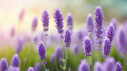 Obraz premium Light-Kissed Lavender Flowers in a Field. Softly Blurred Purple Lavender with Available Copy Space. Summer Scene Setting.