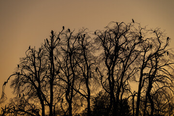 silhouette of trees with lots of Cormorants 