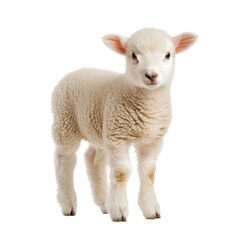 Fototapeta premium A newborn white lamb with a soft fluffy coat standing innocently against a plain white backdrop exuding a sense of purity and gentle charm