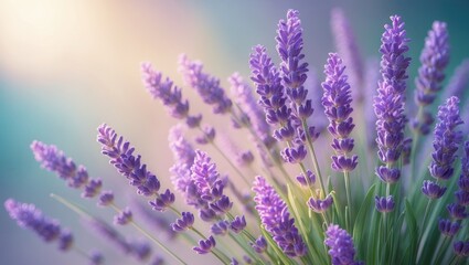 Fototapeta premium Intimate look at lavender flowers, Softly blurred banner background