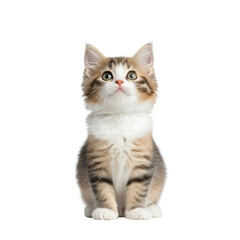 Cute and fluffy kitten sitting upright and gazing inquisitively at the its soft fur round eyes and alert expression