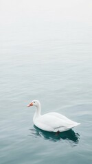 Obraz premium White goose gliding on calm blue water with tranquil horizon in minimalist scene