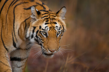 Close-up of a tiger
