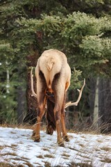 Jasper & Banff, Alberta, Canada