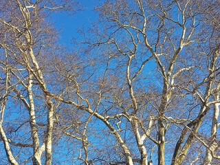 Obraz premium naked winter tree branches against blue sky