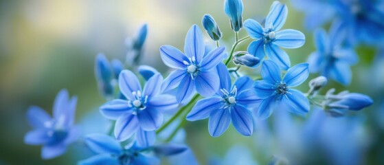 Obraz premium Captivating close up of vibrant blue ipheion flowers in full bloom against a soft focus dreamy background creating a serene and tranquil floral scene