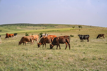 Herd of cows grazing in rolling pasture. Serene rural landscape featuring a herd of cows grazing on a lush green pasture. The diverse cow breeds and expansive countryside evoke themes of livestock.