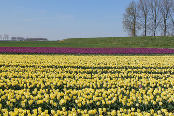 a beautiful flower field in the dutch countryside in springtime with yellow and red tulips and a green dike with trees and blue sky in the background